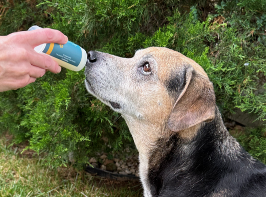 Dog Paw & Nose Balm